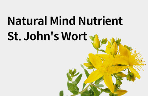 [Effects of St. John's Wort] Natural Mind Nutrients, 3 Benefits of St. John's Wort