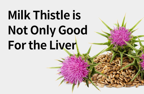 [Effects of Milk Thistle] From Improving Obsessive-Compulsive Disorder to Inflammation, Milk Thistle