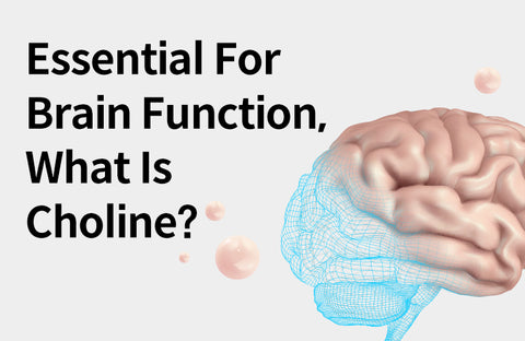 [Effects of Choline] Essential for Brain Function?  3 Reasons Academia Is Paying Attention to Choline