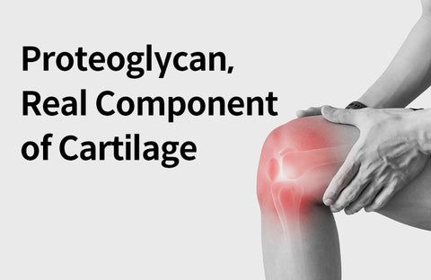 [Effects of Proteoglycan] The Real Structural Component of Cartilage, 3 Benefits of Proteoglycan