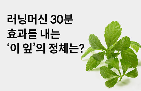 [Efficacy of Gyphalia] 3 Benefits of Gypsum Leaf to Turn on Lipolysis Switch