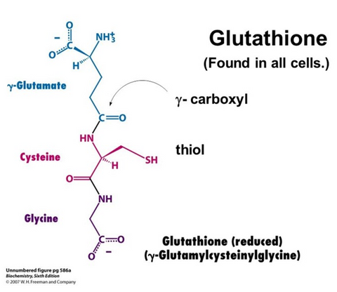 What are the three ingredients that help powerful antioxidants, glutathione?