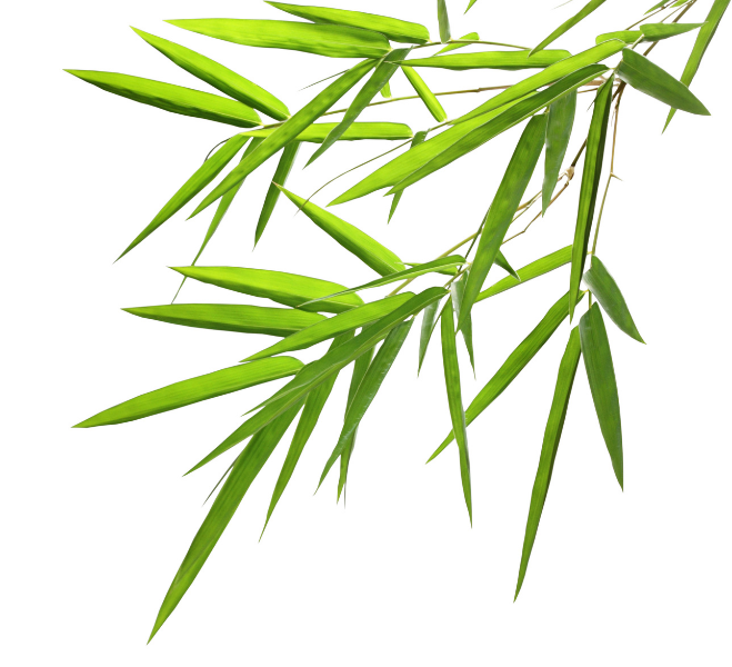 Bamboo Extract