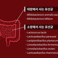 ESTHER FORMULA Probiotics Sugar Care Plus Capsule bowel health blood sugar management